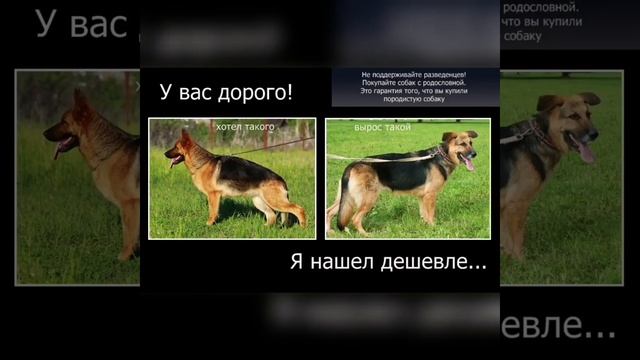 МИФ №25 ДОКУМЕНТЫ НА СОБАКУ МОЖНО КУПИТЬ? смотреть онлайн
