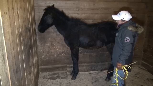 приручение жеребёнка смотреть онлайн
