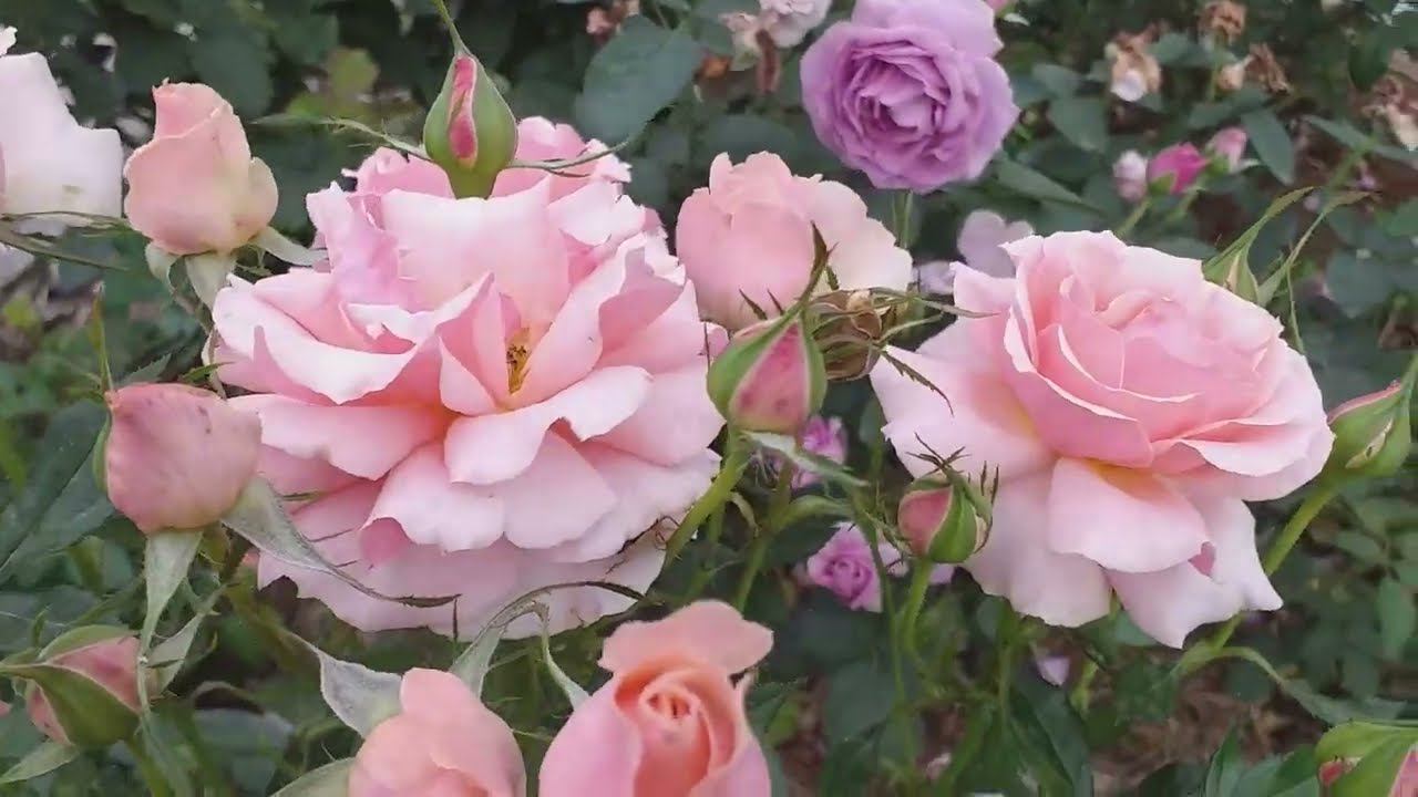 КРАСИВО ЦВЕТУТ 19 сортов РОЗ! смотреть онлайн