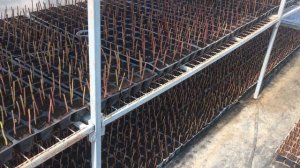 Черенкование голубики. Секреты успеха