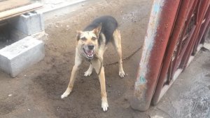 У собаки приступ. Судороги