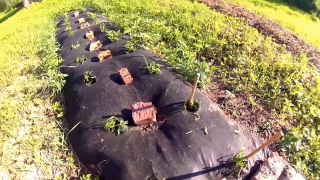 Мульча из веток для грядки. Начал наводить порядок в сарае. смотреть онлайн