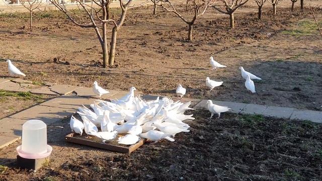 Голуби Почтовые ( Чехи белые ) - 1 смотреть онлайн