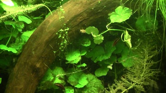 Nannostomus rubrocaudatus, Scleromystax barbatus, peckoltia compta смотреть онлайн