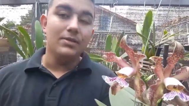 cultivo da cattleya Schilleriana смотреть онлайн