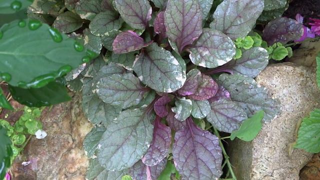 Create Color in a Woodland Shade Garden смотреть онлайн