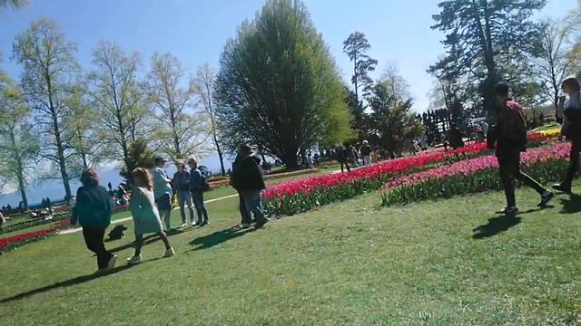 Suisse Switzerland Morges Швейцария Морж фестиваль тюльпанов Fête tulips tulip festival смотреть онлайн