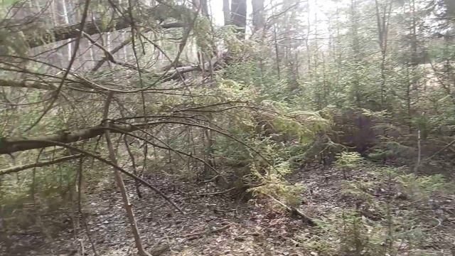 Сажаем ель, сезон 2023! смотреть онлайн