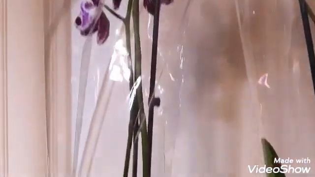 #Орхидеи/Обзор новых орхидей?/Bellicoseа сорт?/Горшки/Первый полив/Внимание при покупке