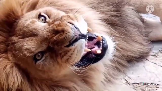 ЛЕВ ВИТЯ РЫЧИТ. КРАСИВЫЙ РЫК. ПАРК ИШАЧОК. КРЫМ смотреть онлайн