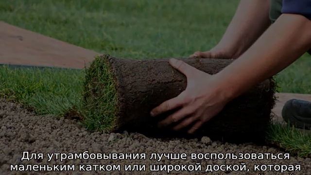 Рулонный газон — что это, описание, особенности смотреть онлайн