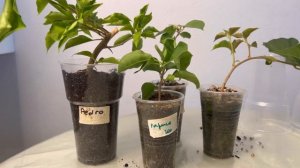 Первая пересадка бугенвиллии. Видеоинструкция для моих покупаетелей