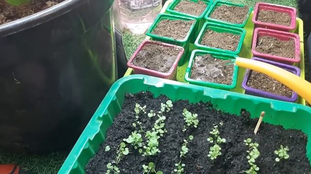 КАМНЕЛОМКА и Карпатский Колокольчик выращиваю из семян отлично получается смотреть онлайн