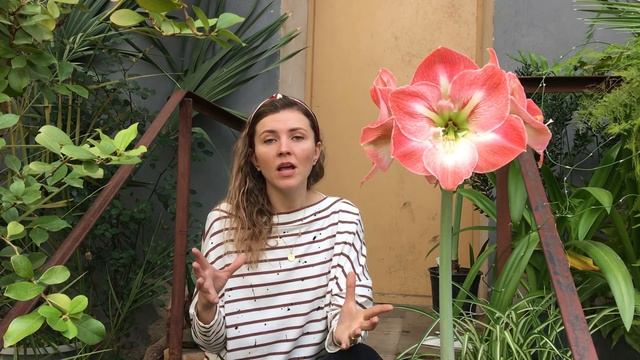 АМАРИЛЛИС (Гиппеаструм) уход, пересадка, как заставить цвести. смотреть онлайн