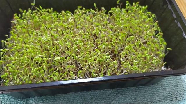 мЗеленьZ Сею и выращиваю люцерну "Люба". смотреть онлайн