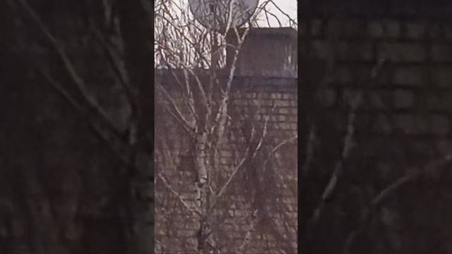 Ворона качается на ветке! смотреть онлайн