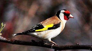 Звук пения щегла. Звуки природы