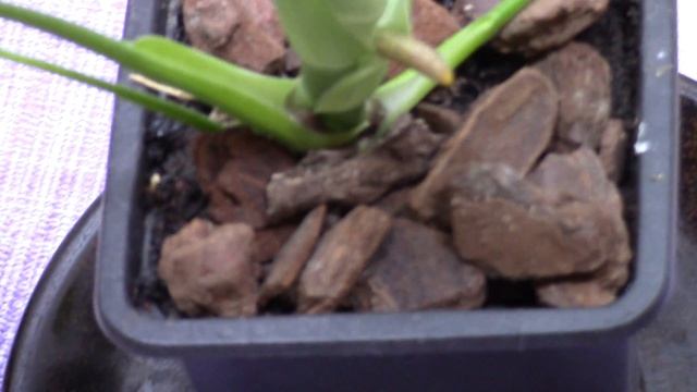 Мои комнатные растения Монстера 2017 часть 4 смотреть онлайн