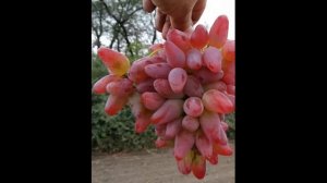 ВИНОГРАД ОРИГИНАЛ / описание сорта оригинал