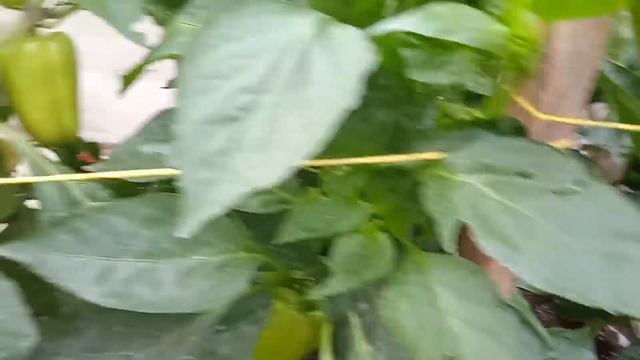 Перец в теплице 26.08.21