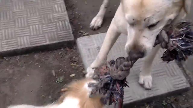 Pekingese fighting over toy rope смотреть онлайн