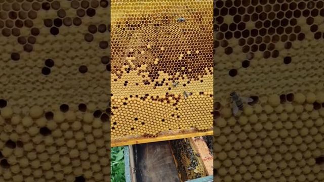 строительная рамка. трутнёвый расплод #dobrosot #пчёлы смотреть онлайн