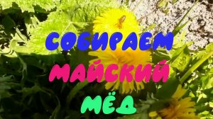 Майский мёд 2022 года в Ленинградской области