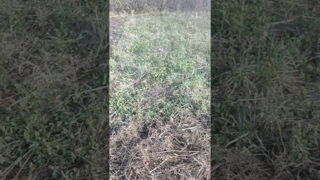 Как выглядит участок под сидератами . смотреть онлайн