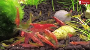 Мега сборка аквариумных креветок