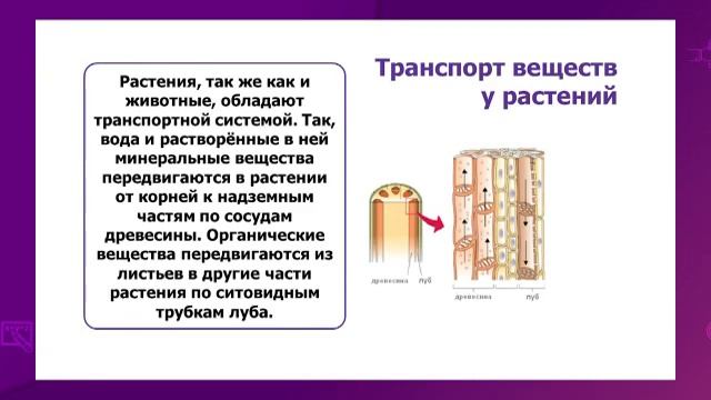 Естествознание. 6 класс. Транспорт питательных веществ в живых организмах /29.01.2021/ смотреть онлайн