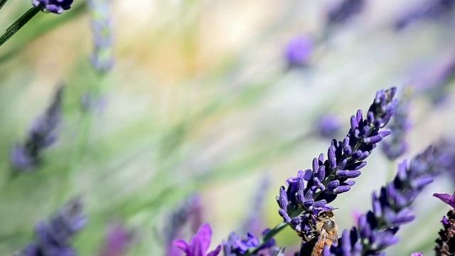 Музика для Масажу та Повного Розслаблення, Музика для Душі смотреть онлайн