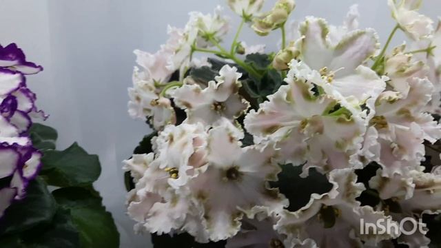 Цветение моих фиалок с названием сорта! 5 ноября 2022г. смотреть онлайн
