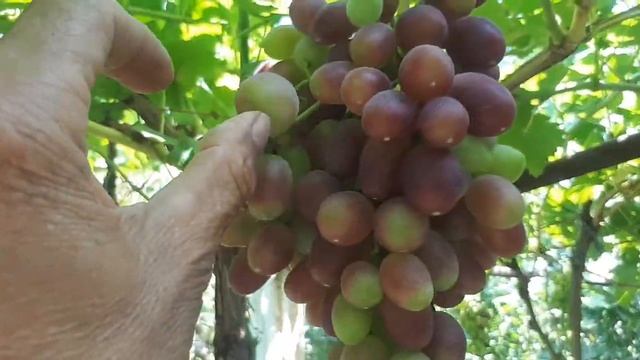 СЕКРЕТ.......ВИНОГРАД РИЗАМАТ...УЗИМИНИ СИРИ смотреть онлайн