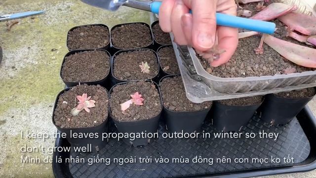 #438 GRAPTOVERIA DOUGLAS HUTH PINK PROPAGATION | NHÂN GIỐNG SEN ĐÁ | 다육식물 | 多肉植物 | Suculentas