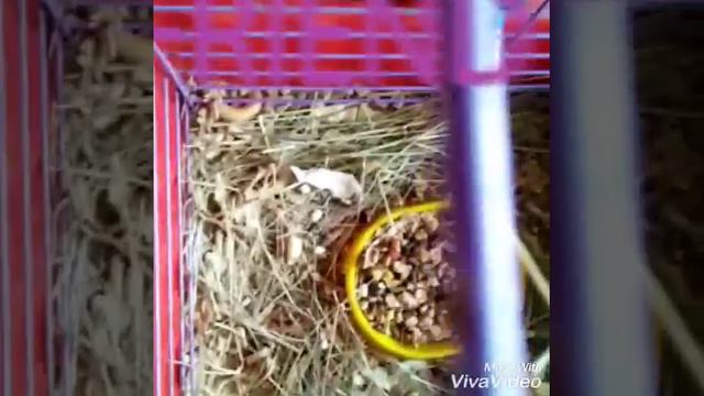 Мои морские свинки 🐷 смотреть онлайн