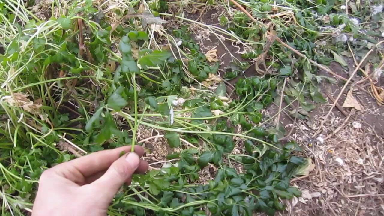 Сибирь.ОМСК. Мороз без снега. смотреть онлайн