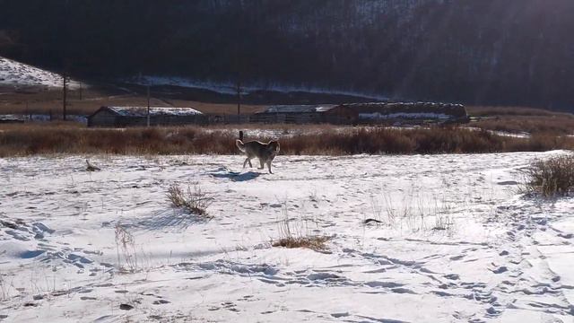 Дургенские псы смотреть онлайн