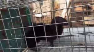 Живоловушка для куницы, норки, хоря, кота. Поимка куницы