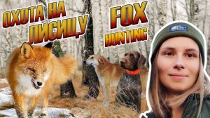 Охота на лисицу, охота с гончей, загонная охота, девушка охотник / fox hunting, girl hunter
