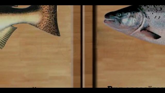 Топ 3 рыб для фарма опыта и денег [АРХИВ] | Реальная Рыбалка.