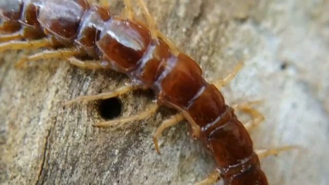 Многоножка Обыкновенная костянка (Lithobius forficatus centipede) смотреть онлайн