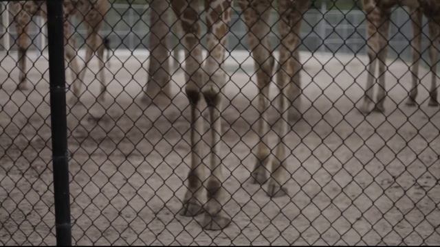 [1] Giraffe - Feeding - Giraffa camelopardalis & reticulata смотреть онлайн
