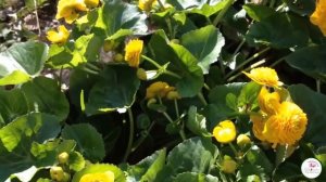 ВЛАГОЛЮБИВЫЕ ЦВЕТЫ В САДУ. КАЛУЖНИЦА