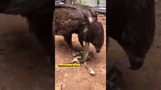 Змея душит орла. #video #shorts #2022 #2023 смотреть онлайн