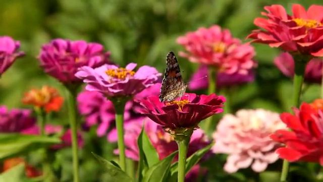 Цветы распускаются под звуки музыки смотреть онлайн