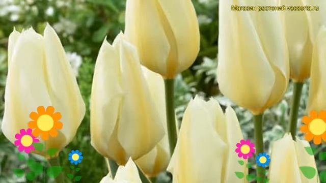 Тюльпан пестролистный Пуриссима Десинг. Краткий обзор, описание характеристик Purissima design смотреть онлайн