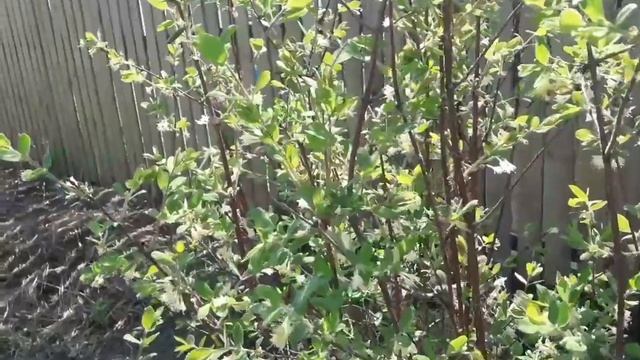 Высаживаем жимолость. Май месяц! смотреть онлайн