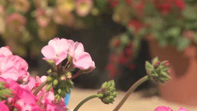 Geranium Zonal Jackpot Mix смотреть онлайн