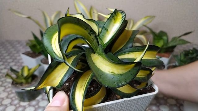 Сансевиерия Ханни. Богатство сорта. смотреть онлайн