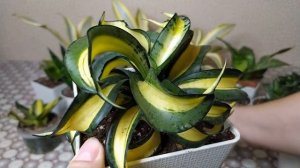 Сансевиерия Ханни. Богатство сорта.